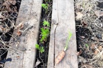 Carrots in April…