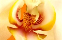 April Showers bring May Orchids…