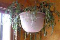 Sweet old Christmas Cactus