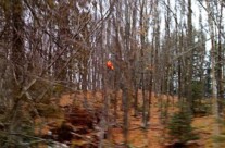 Zero Venison this year