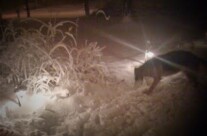 Let it Snow