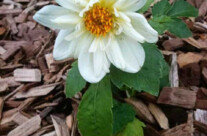 The first flowers of summer