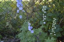 November blooming Delphiniums