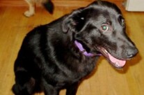 Fritz – our first foster pup