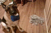 The best dog hair tool