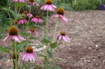 Blooming in the garden
