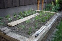 The garden is going to town….