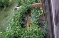 My, how your garden grows
