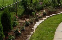Roses in the garden
