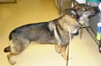 A rescue story of Momma