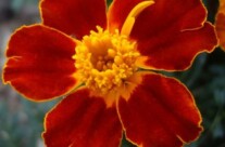 French Marigolds – so pretty!