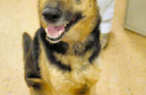 Newest Foster dog arrives