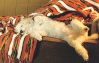 Memorable Dogs in one’s life
