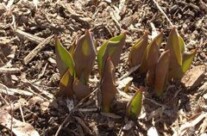 Spring has Sprung!!!!