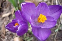 Spring Crocus