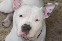 Stanley, the rescued Pittie