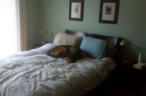 What your dog does during the day