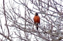The robin has landed