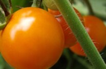 Garden Close-ups