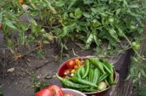 The Plethera of Tomatoes