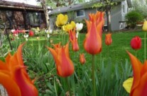 Flowers in the Garden